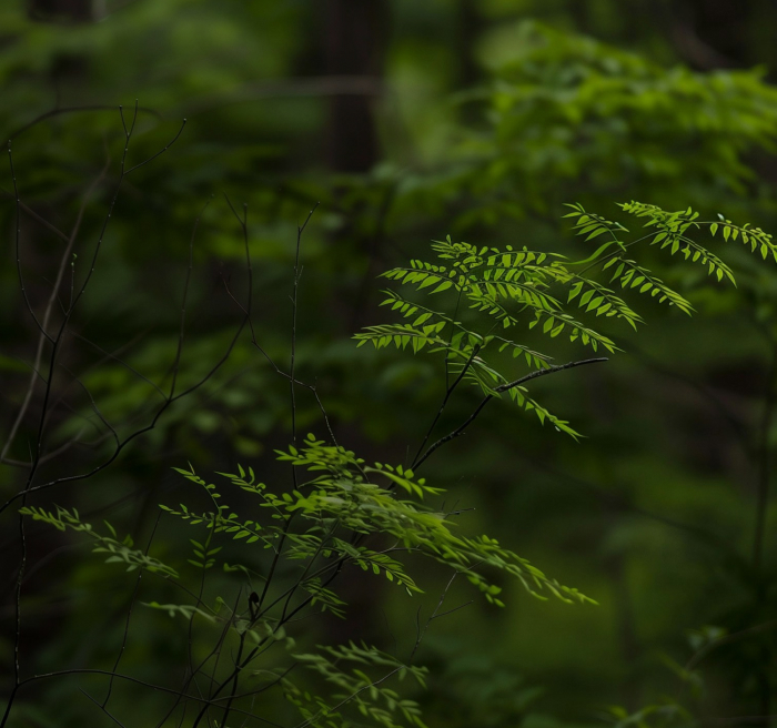 Green pinnate leaves on slender branches in a shadowy forest background.